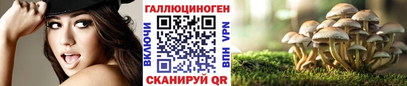 где продают   Искитим  Псилоцибиновые грибы Psilocybine cubensis 
